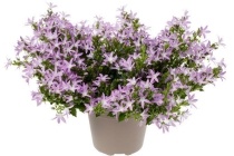 campanula in hangpot