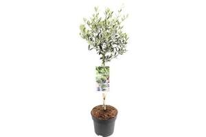 olijfboom olea europaea