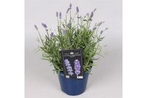 lavendel angustifolia royal blue