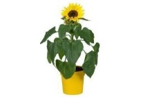 zonnebloem helianthus in pot