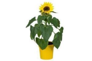 zonnebloem helianthus in pot