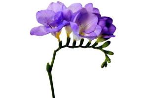 freesia s