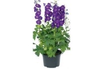 ridderspoor delphinium magic fountain