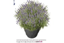 lavendel angustifolia royal blue