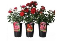 bodembedekkende roos rose wit of rood