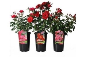 bodembedekkende roos rose wit of rood