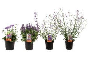 vlinderlokkende plant