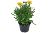 coreopsis geel