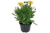 coreopsis geel