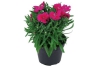 dianthus barbatus rood