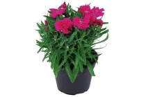 dianthus barbatus rood