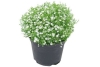 gypsophila wit