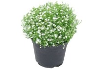 gypsophila wit