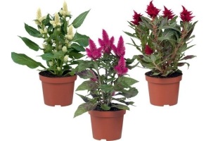 celosia parade