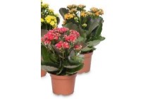 kalanchoe