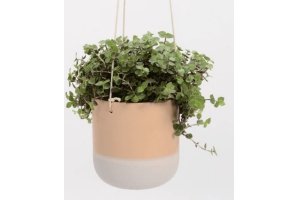 plant in hangpot