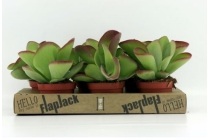 kalanchoe thyrsiflora flapjack