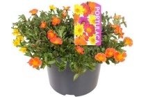 portulaca carnaval schaal xxl