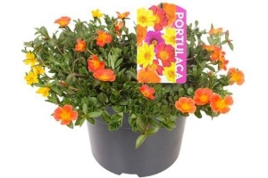 portulaca carnaval schaal xxl