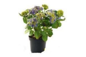 tuinhortensia