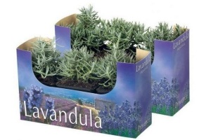 lavendel