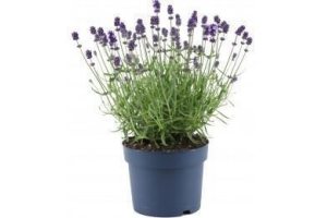 lavendel