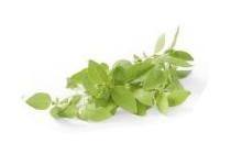 limon cress