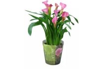 zantadeschia