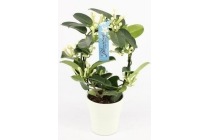 stephanotis boog