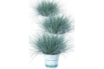 festuca