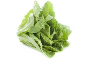 hollandse mini romaine sla