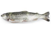 forel