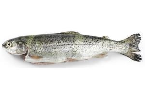 forel