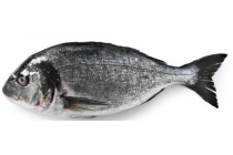 dorade royal