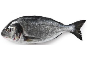 dorade royal