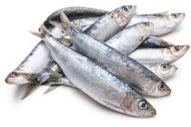 sardines