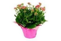 kalanchoe