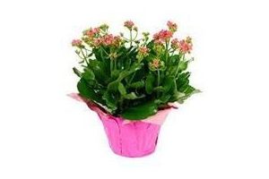 kalanchoe