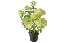 pluimhortensia hydrangea paniculata