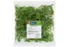 biologische rucola