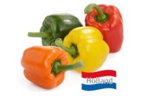 hollandse paprika