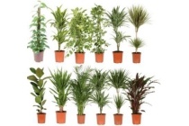 grote kamerplant