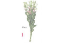 spar lisianthus