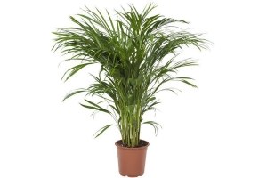 areca palm