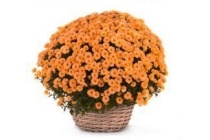 potchrysant