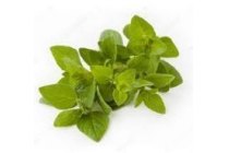 verse oregano