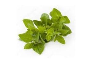 verse oregano