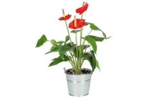 anthurium