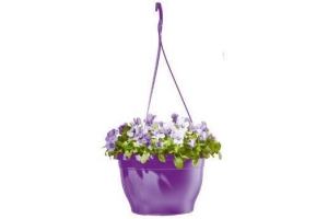 violen in hangpot