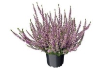 calluna